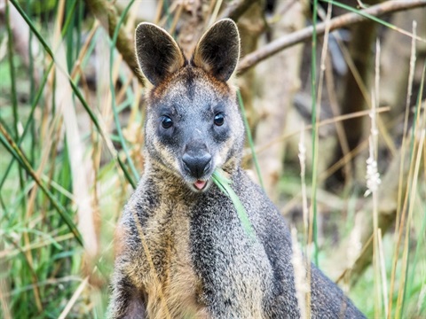 Briars wallaby.jpg