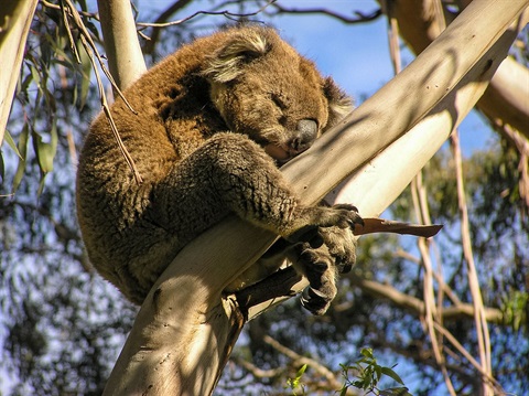 Koala-forum.jpg