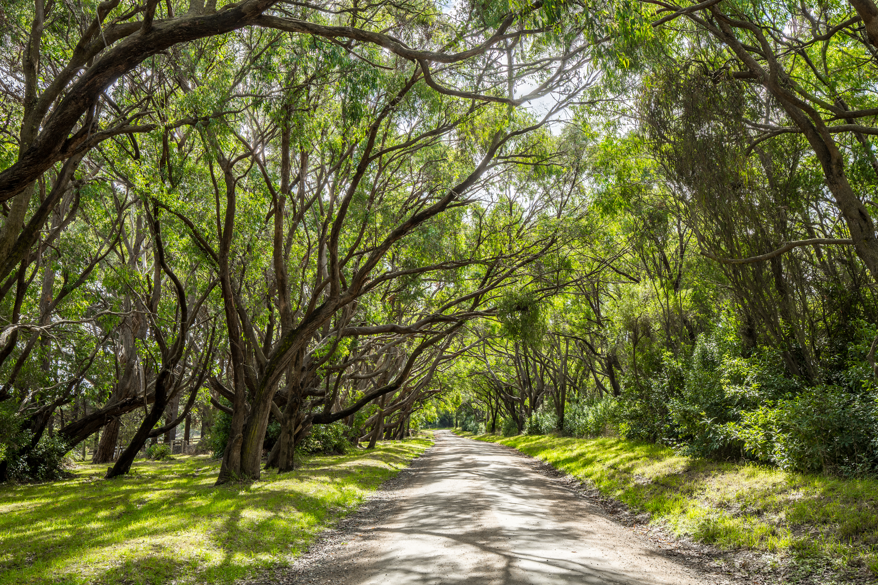 Musk Creek Road.jpg