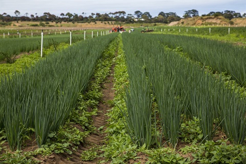 Farm Produce