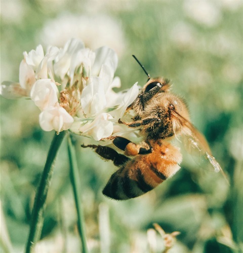 Bee