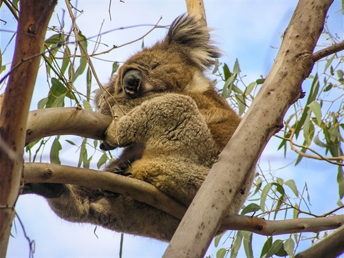 koala.jpg