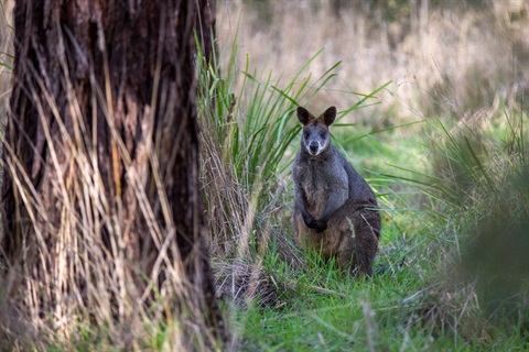 Wallaby in bushland