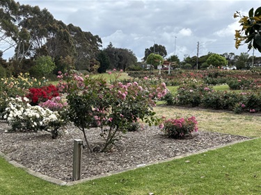 Rose Garden