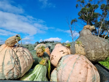 Pumpkins from Heritage Seed Garden