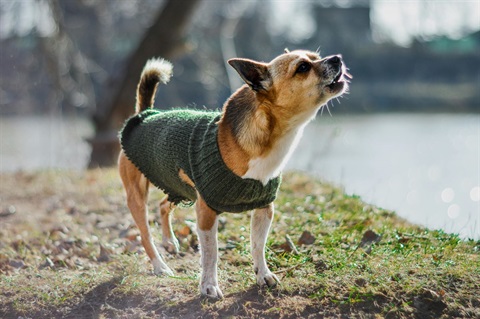 Barking Dog