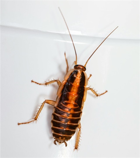 Cockroach.jpg