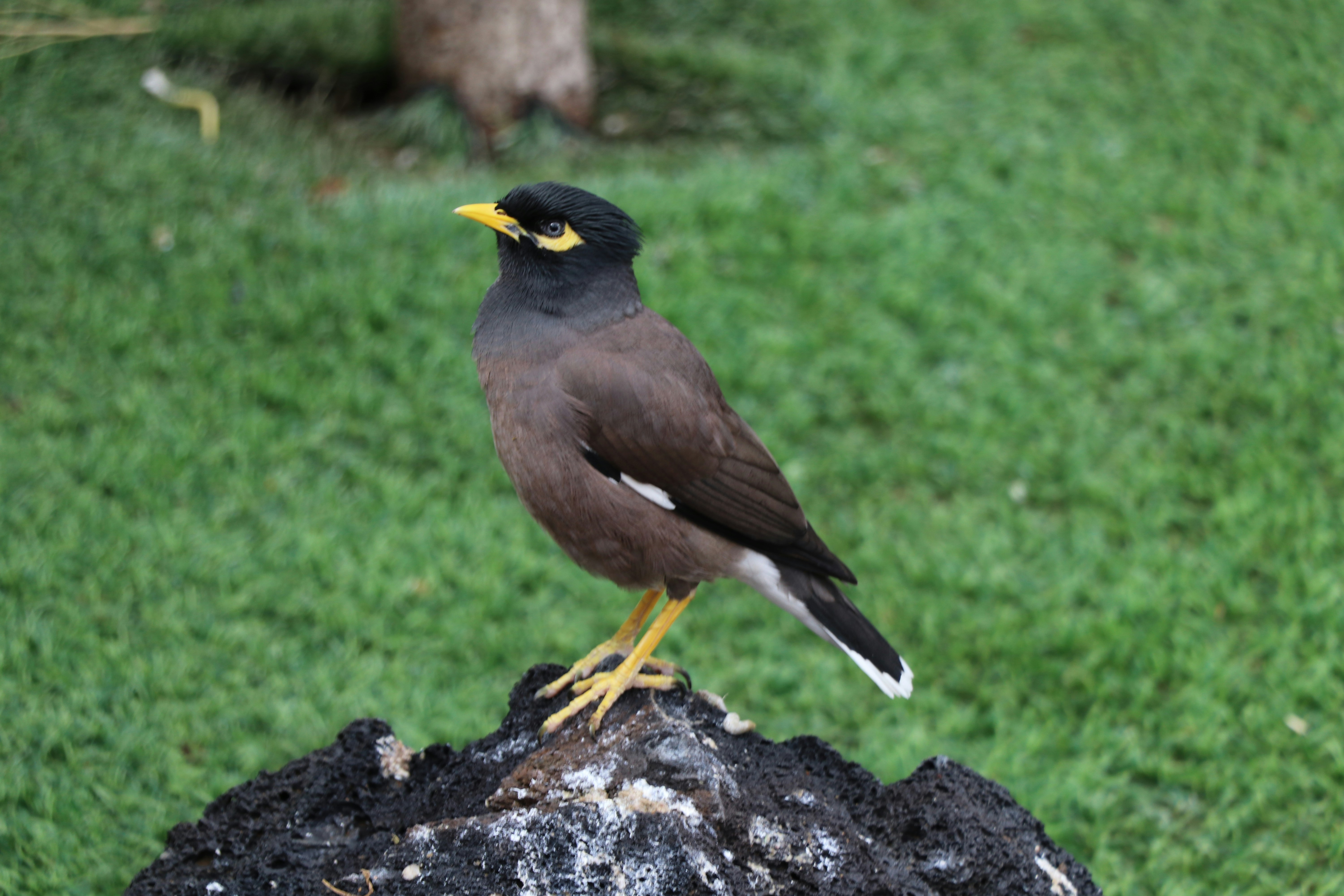 IndianMyna.jpg