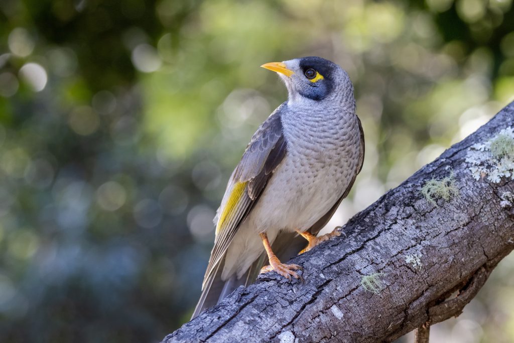 NoisyMiner.jpg
