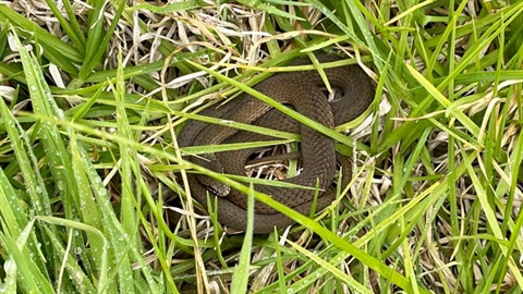 White-lipped-Snake.jpg
