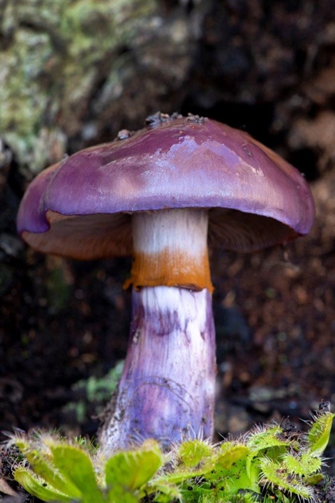Fungi.jpg