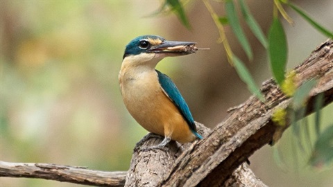 kingfisher.jpg