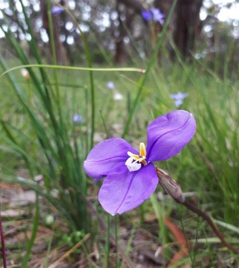 Purple Flag Wildflower.jpg
