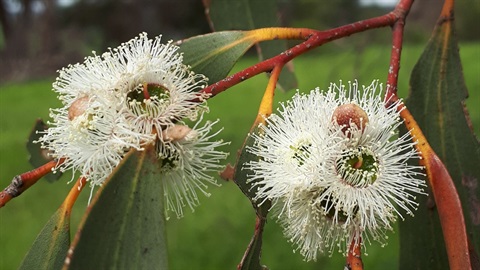 Snow Gum in flower.jpg