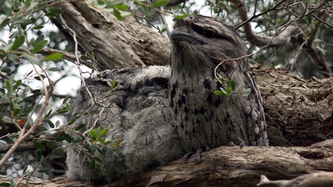 Tawny Frogmouths.jpg