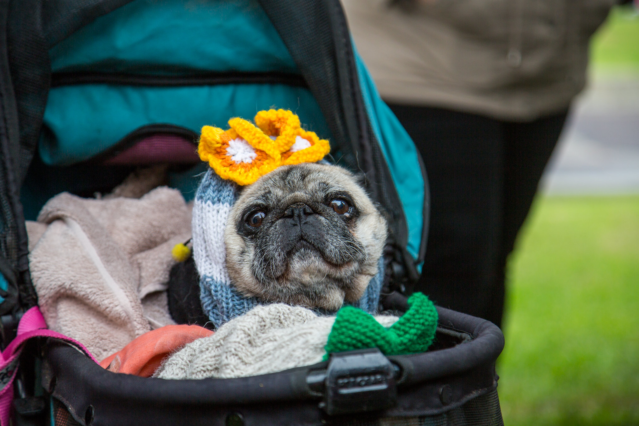 Pug_in_pram.jpg