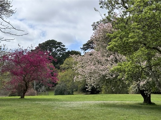 SW-Cherry-blossom.jpg