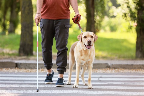 Man walking across crossing with cane an assistance dog.
