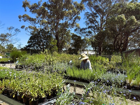 The Briars Nursery.JPG