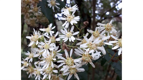 Snowy Daisy Bush - Clifford Dr Reserve.jpg